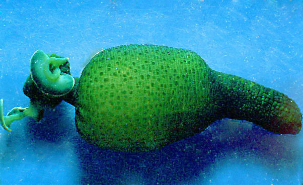 Bonellia viridis